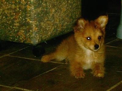 Puppies in NJ